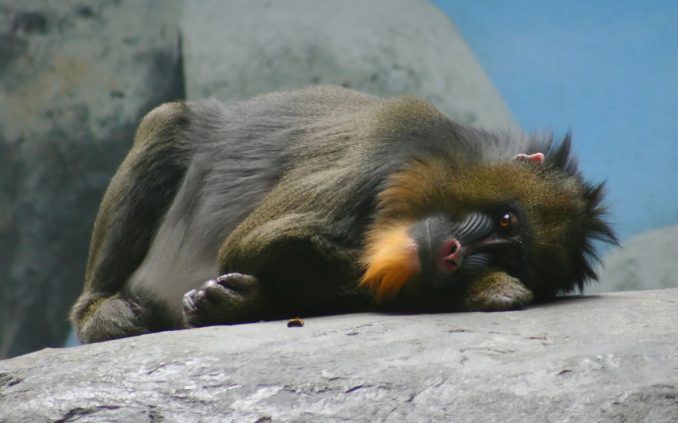 mandrill
