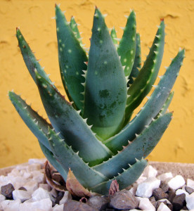 aloe-vera-chafing