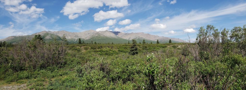 Mountain vista loop trail Denali Alaska