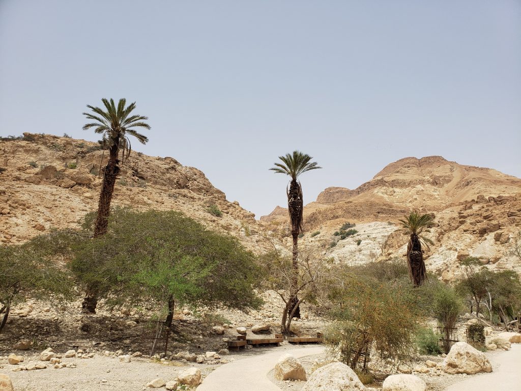 Ein Gedi Oasis